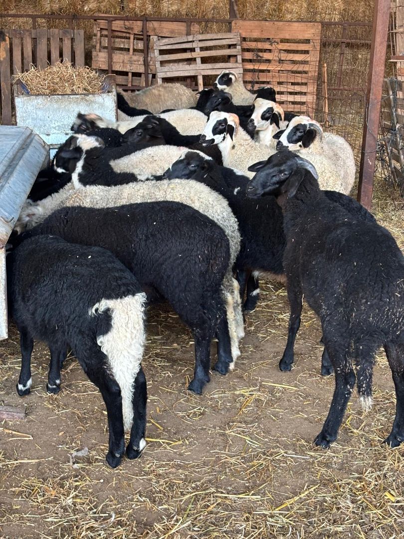 Sponsorlu ilan: Kurbanlik adaklik kuzu